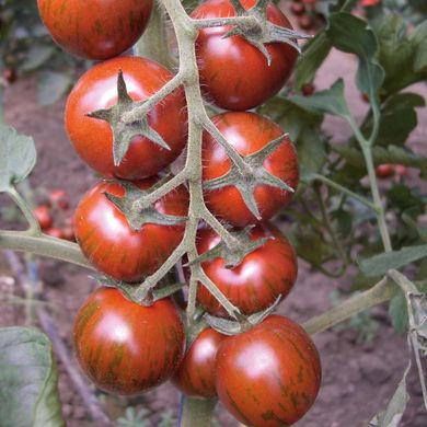 Насіння томатів Тайгер F1 Yuksel Tohum Леда 5 шт 11.2471 фото