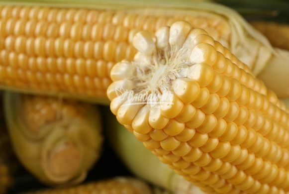 Семена кукурузы Турбин F1 Clause Садыба Центр 20 шт 11.2712 фото