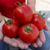 Насіння томатів Асвон F1 Kitano Seeds Леда 10 шт - купить | Good Harvest