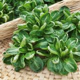 Насіння корн-салату Кокіль де Лув'є 700 насінин - купити | Good Harvest