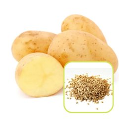 Семена картофеля Ассоль ,0,01 г 11.1024 фото