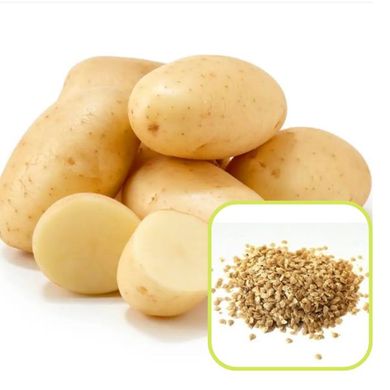Семена картофеля Императрица 0,02 г 11.1805 фото
