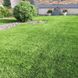 Насіння газонної трави Світлолюбний Сімейний Сад 30 г