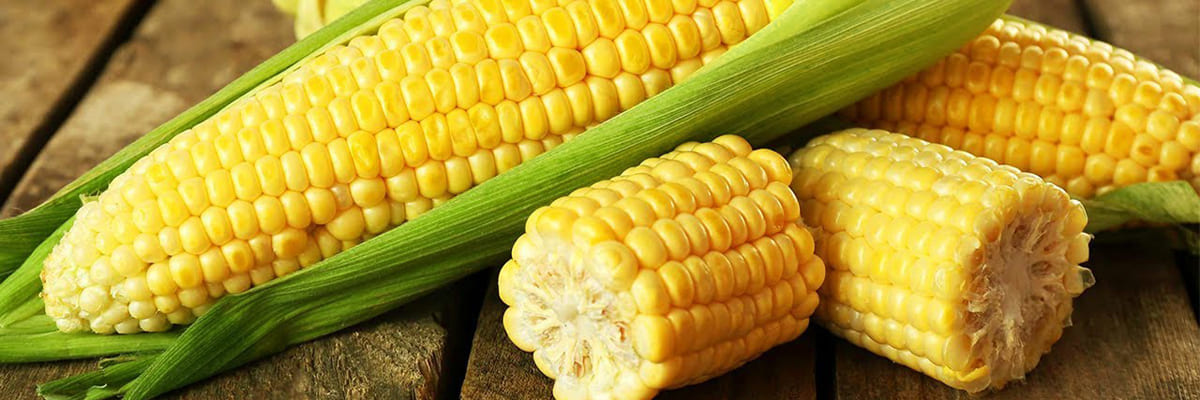 Насіння цукрової кукурудзи купити